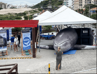  Início oficial da temporada de baleias 2025 em Arraial do Cabo